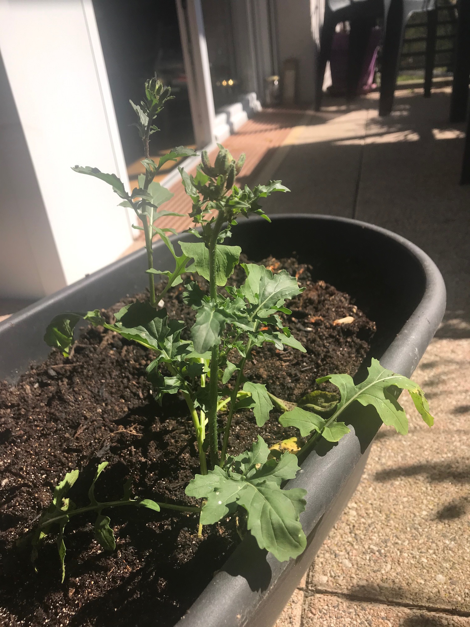 Annexe roquette_tige_poilu.jpg