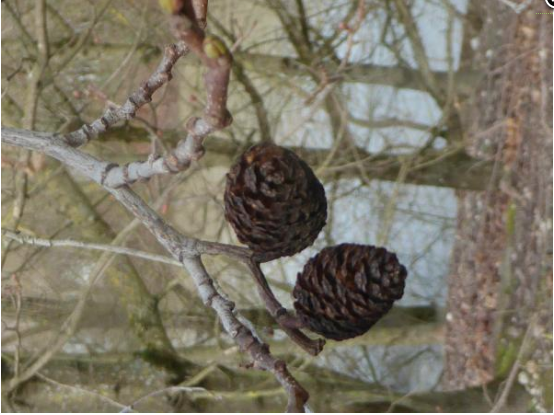 Annexe Capture d’écran 2020-04-03 à 23.28.04.png