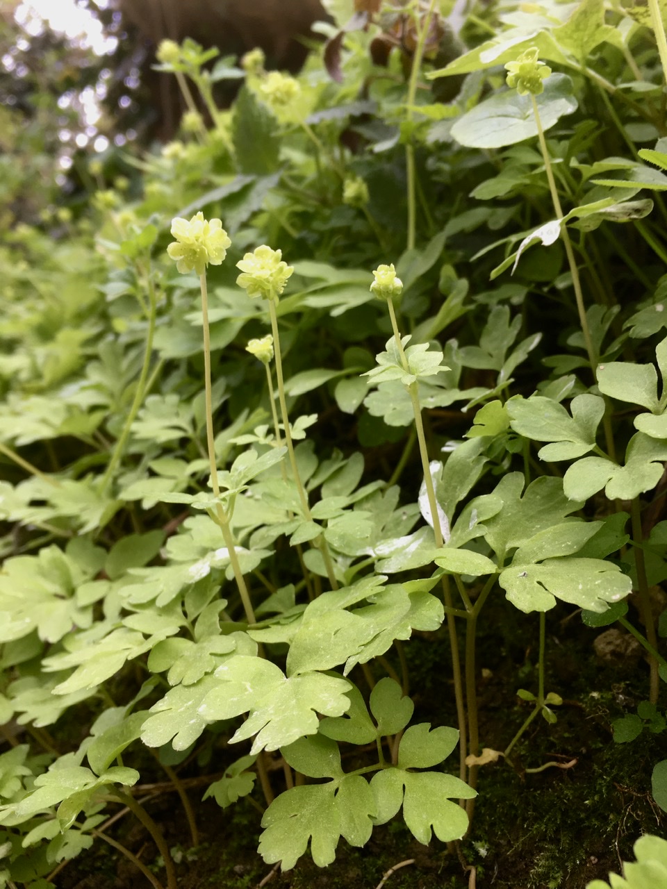 Annexe 0C39EF13-822E-4E9D-BBBB-7DAE622CDBFE.jpeg