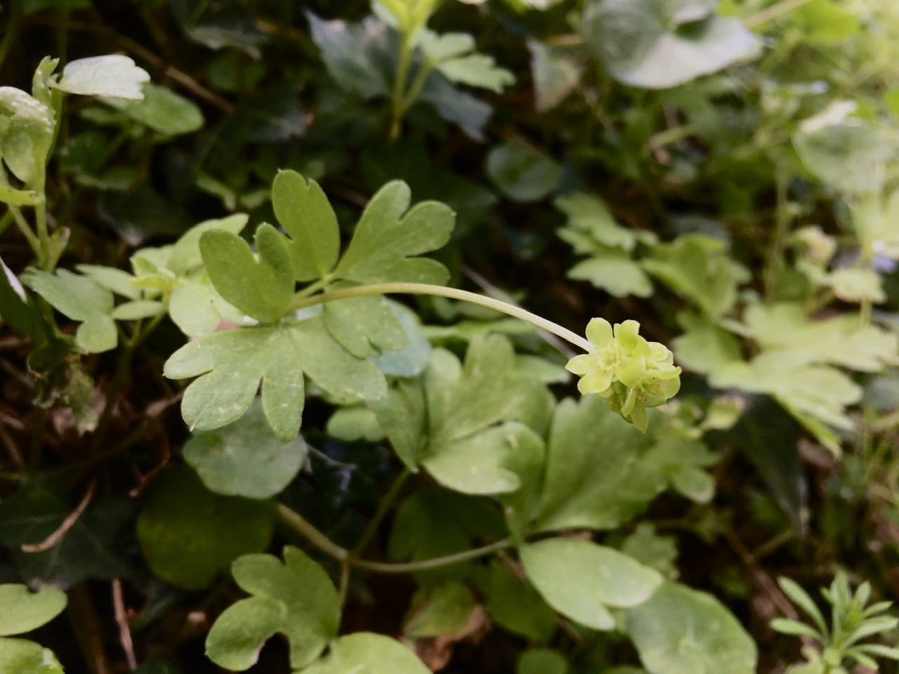 Annexe 6C8727F5-F5A8-4D64-ADFB-FF6E4338317C.jpeg