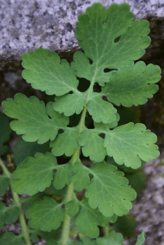 Annexe GrandeChelidoine_Feuille-min.png