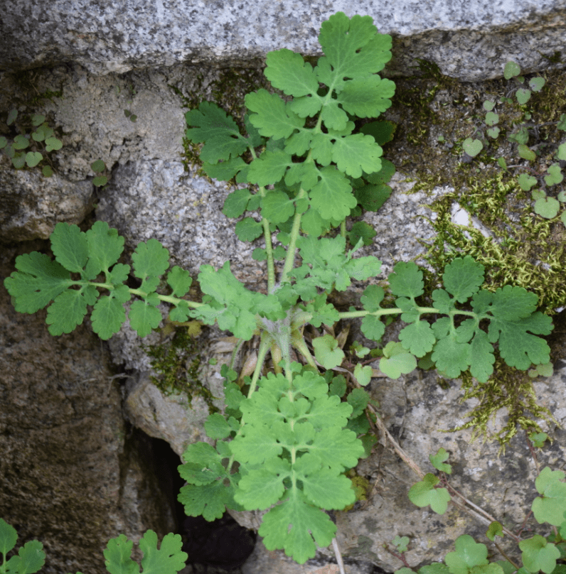 Annexe GrandeChelidoine_VueDEnsemble-min.png