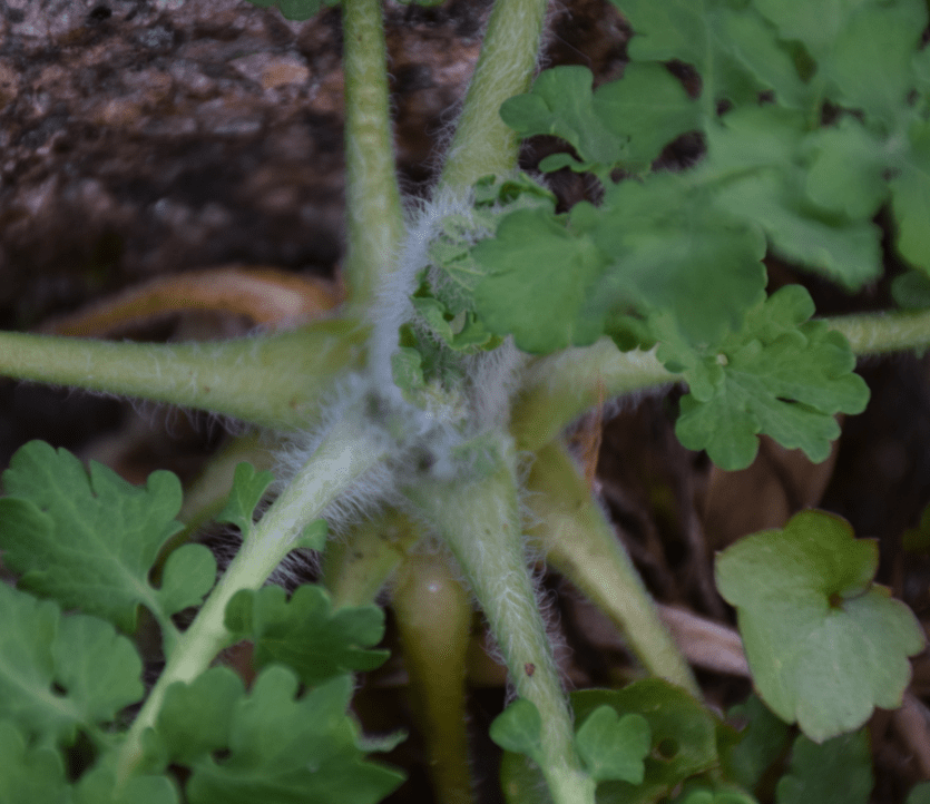 Annexe GrandeChelidoine_VueRapprochee-min.png