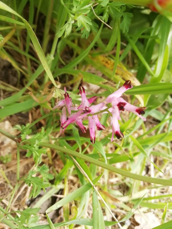 Annexe 1585929564411.JPEG