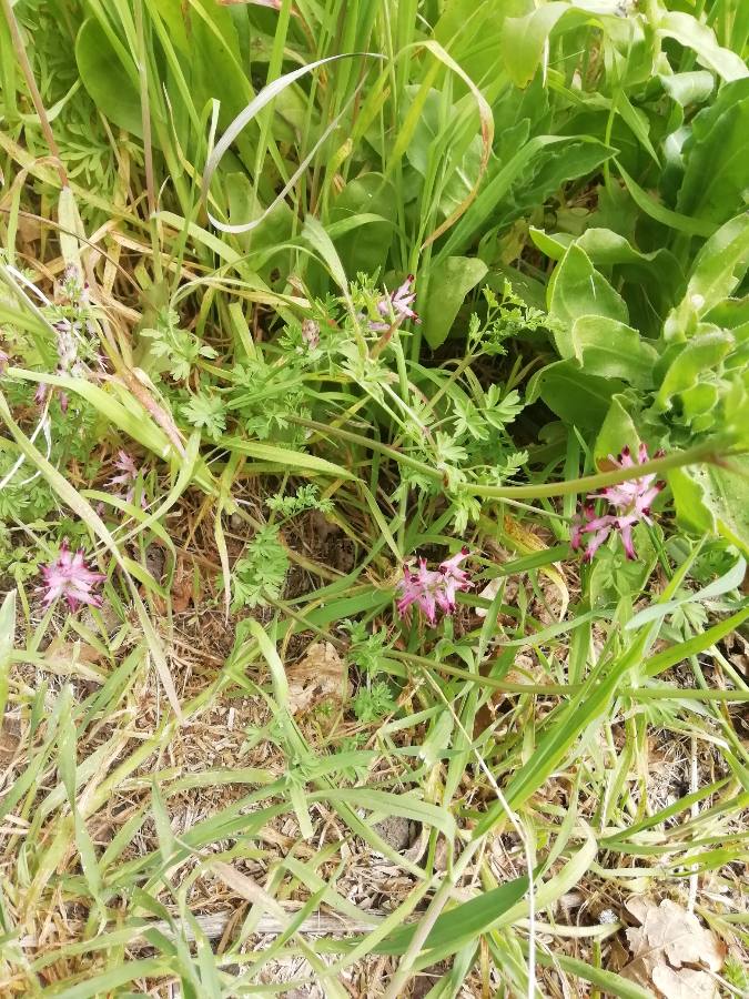 Annexe 1585985691889.JPEG