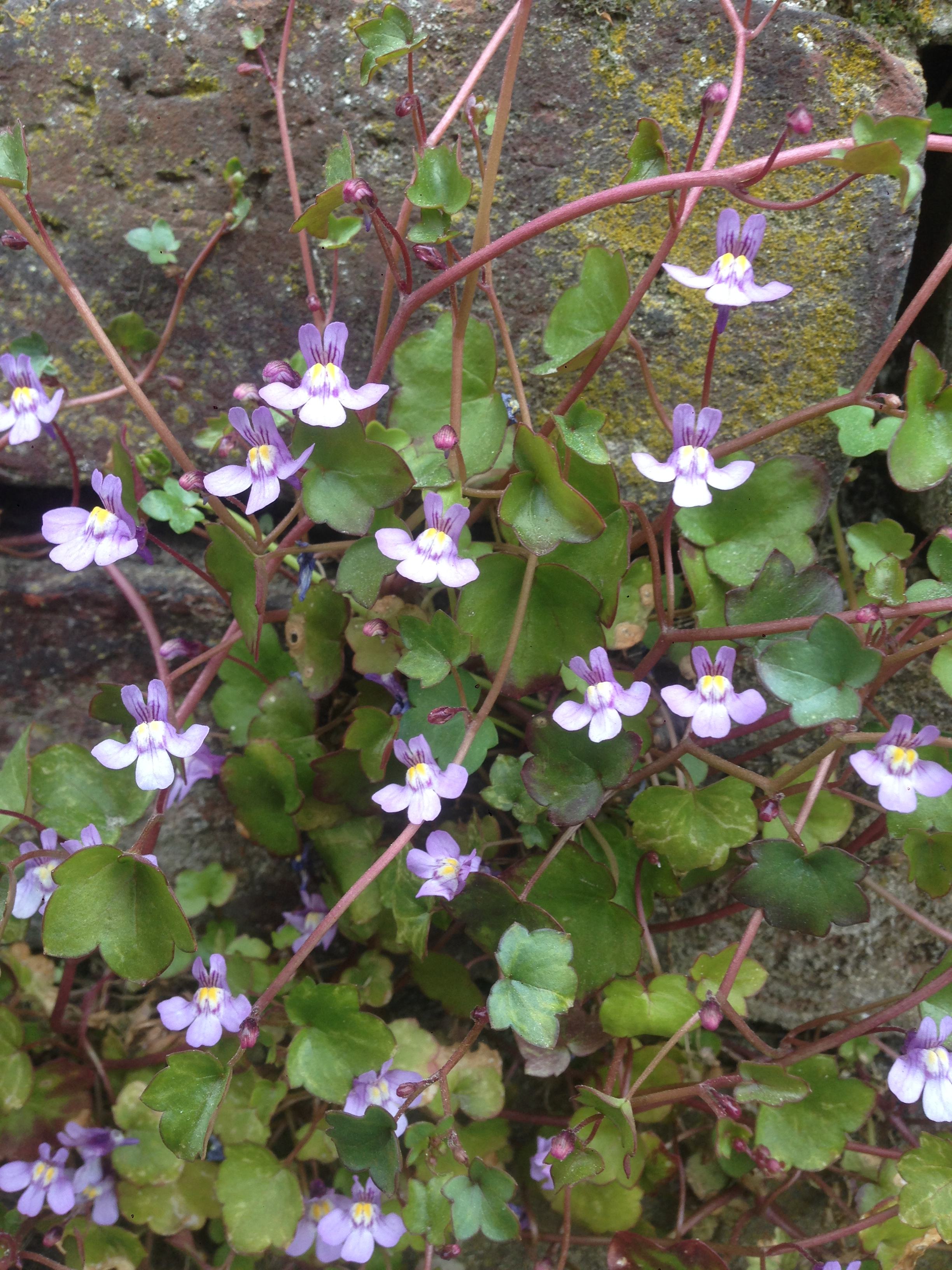 Annexe IMG-9508 ok.jpg