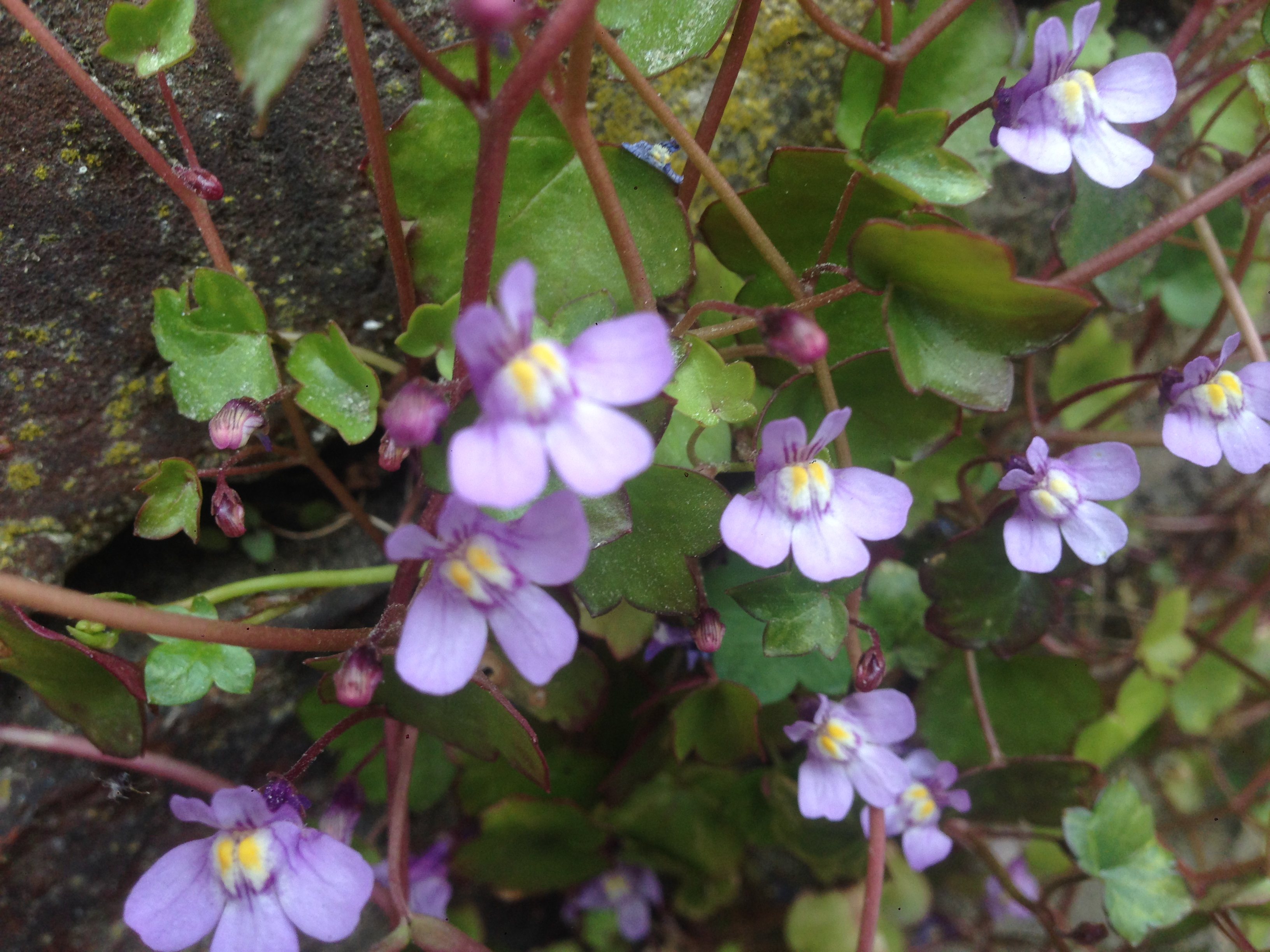 Annexe IMG-9509 ok.jpg