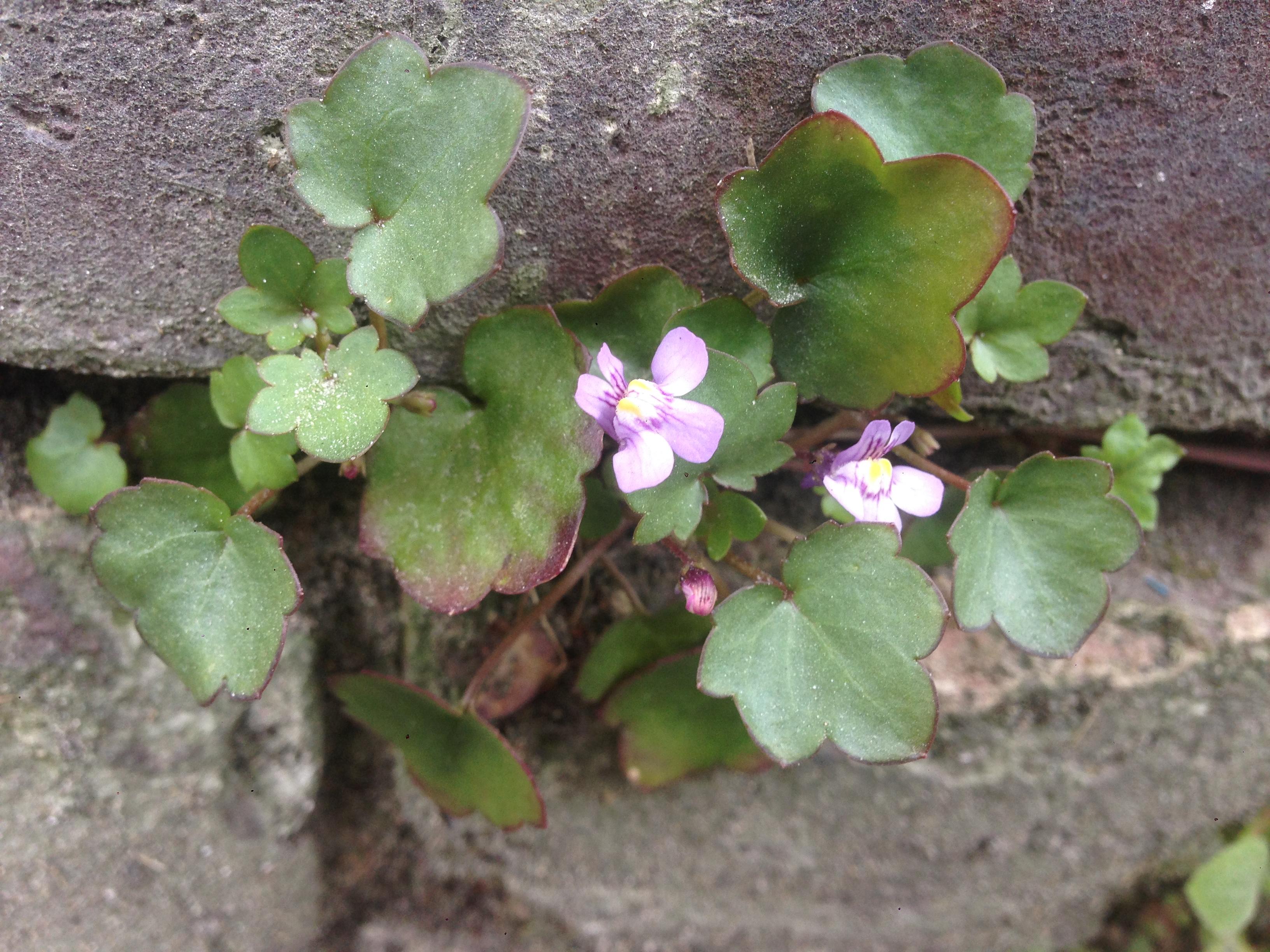 Annexe IMG-9512 ok.jpg