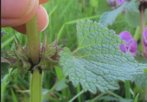 Annexe Plante_sauvage_feuille.PNG