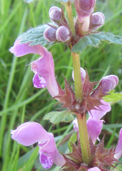 Annexe Plante_sauvage_fleurs.PNG