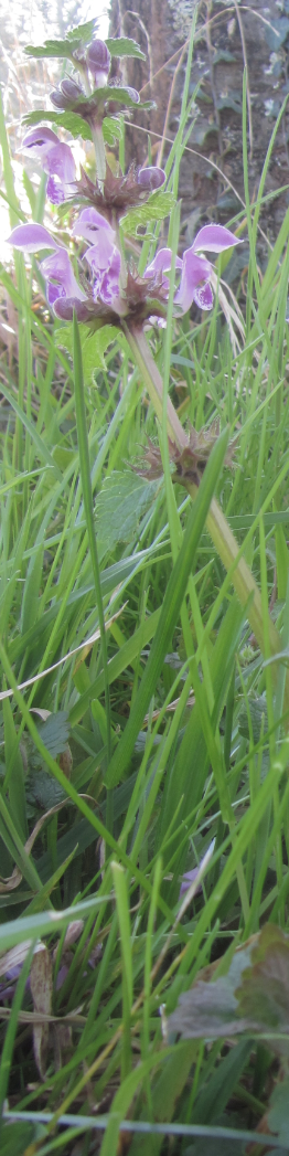 Annexe Plante_sauvage_vue_ensemble.PNG