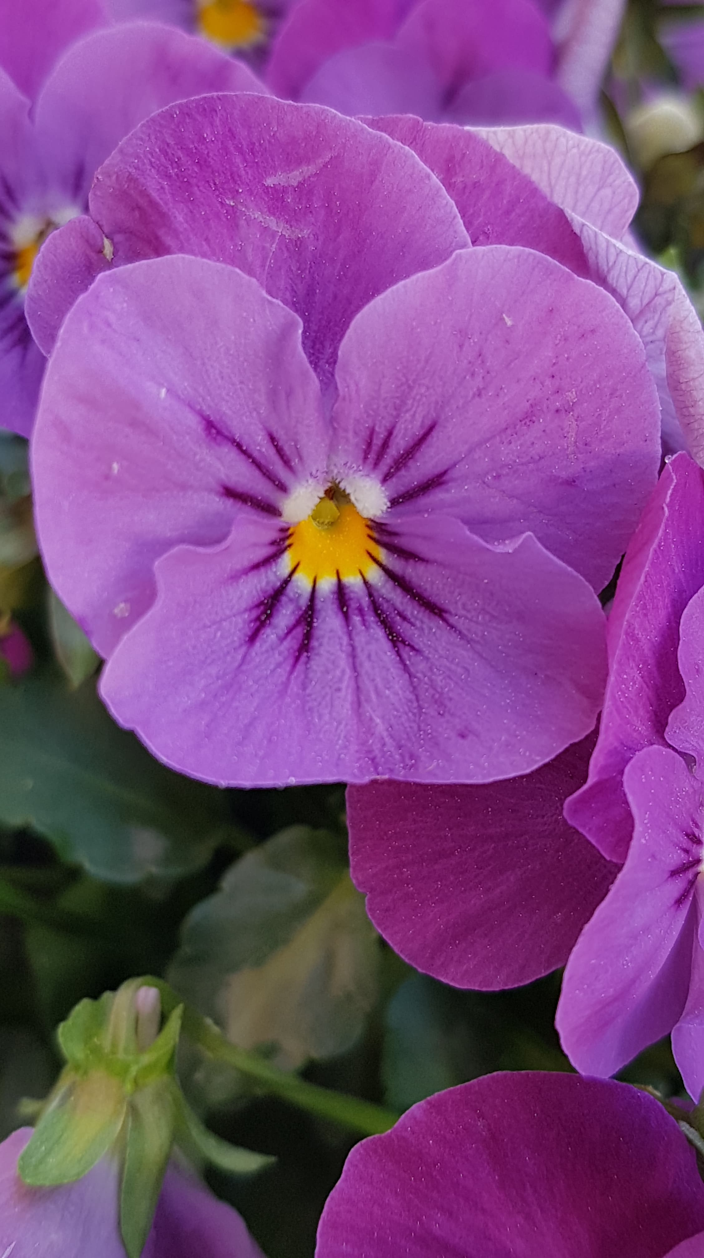 Annexe 91754951_920557708405774_6622205203762380800_n.jpg