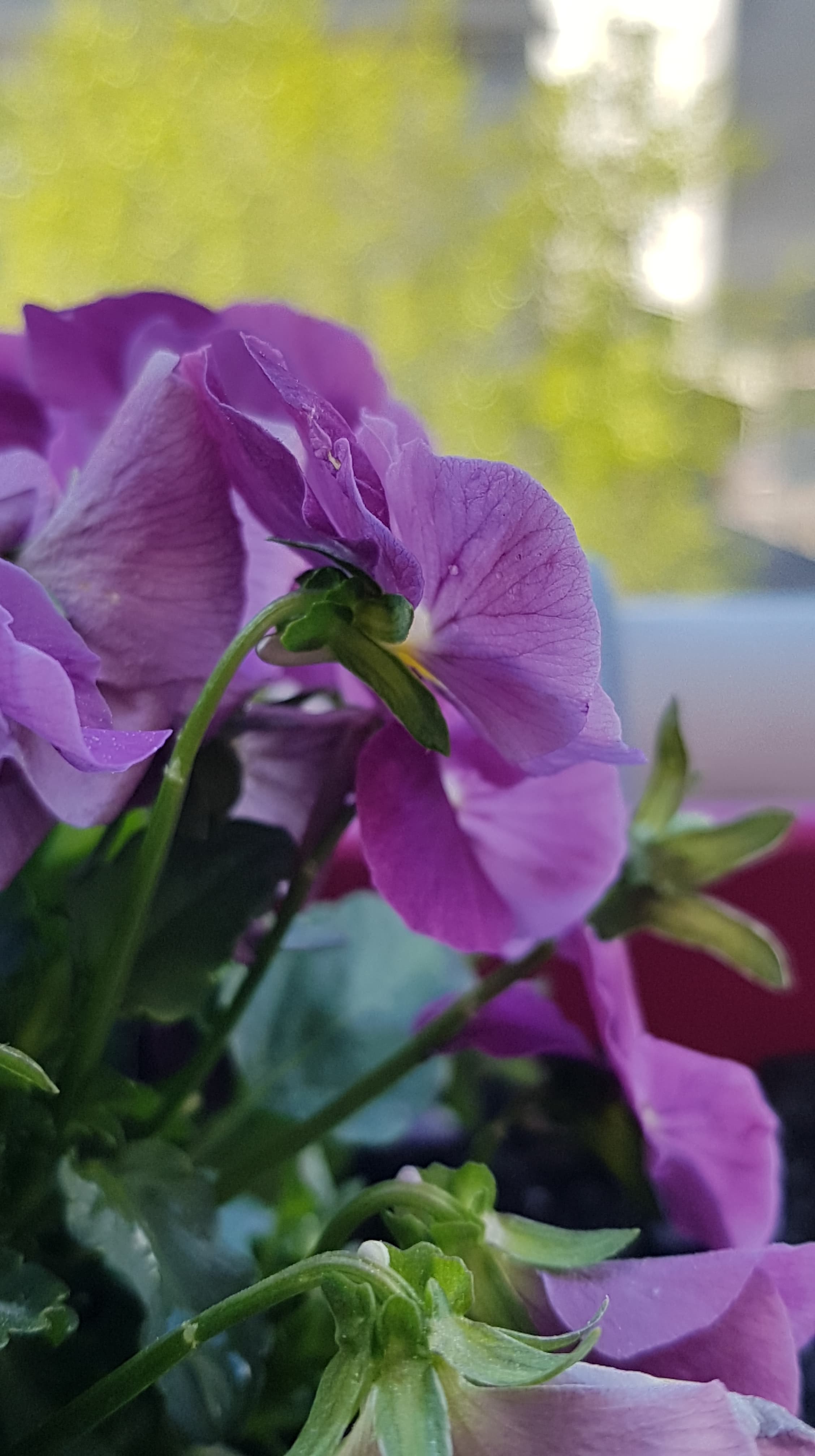 Annexe 92071229_616343005875376_8568824917934473216_n.jpg