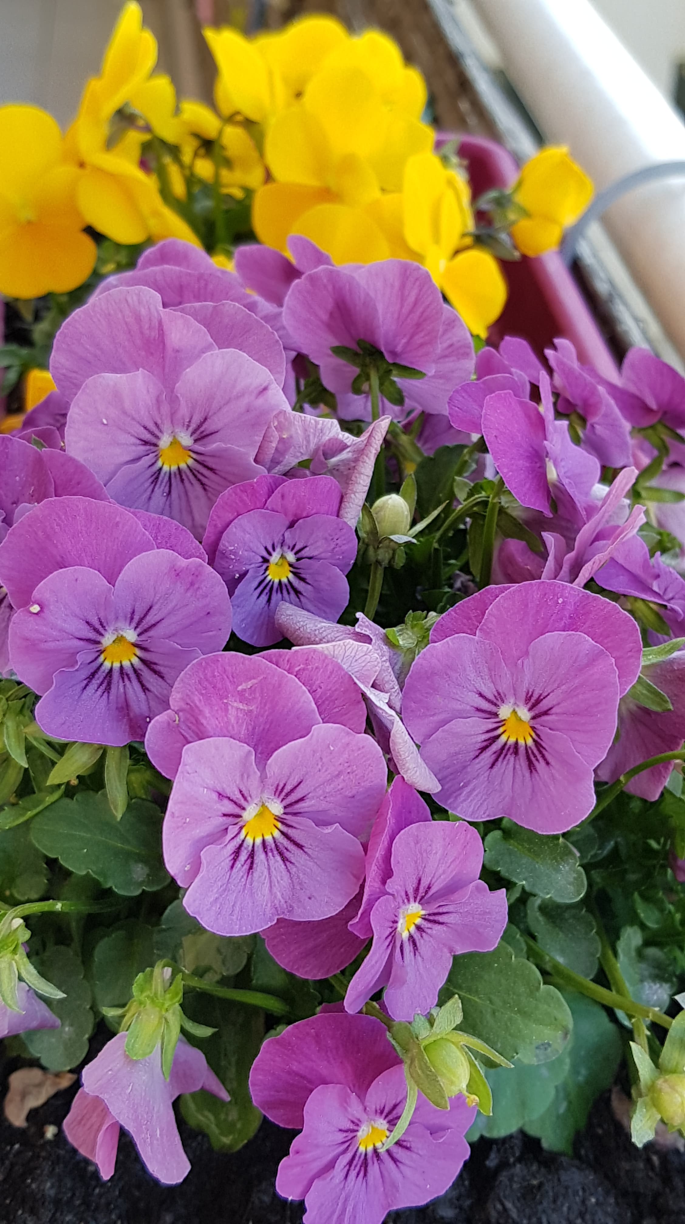 Annexe 92495750_218003082847136_2700645422493335552_n.jpg