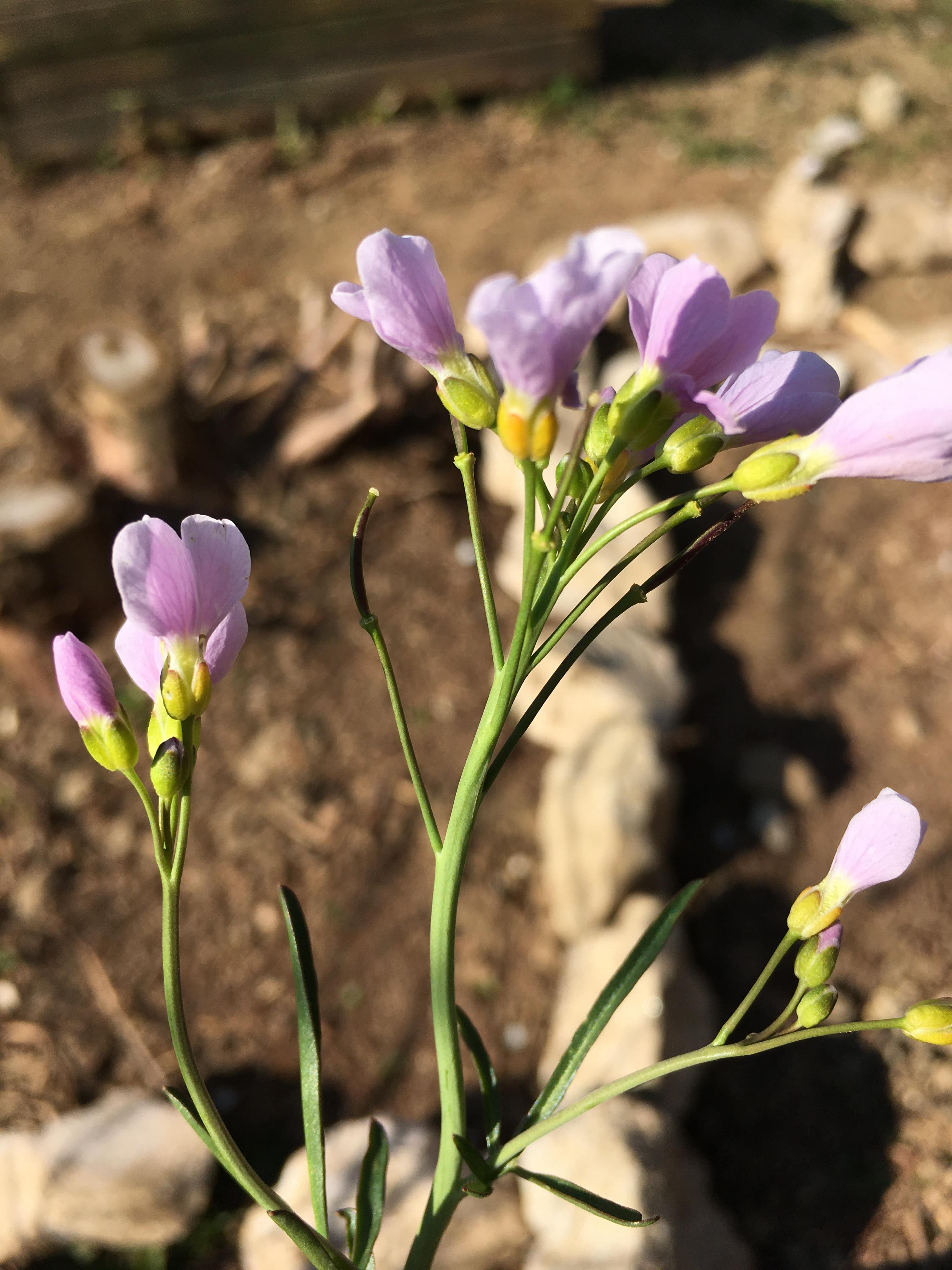 Annexe Profil fleurs.JPG
