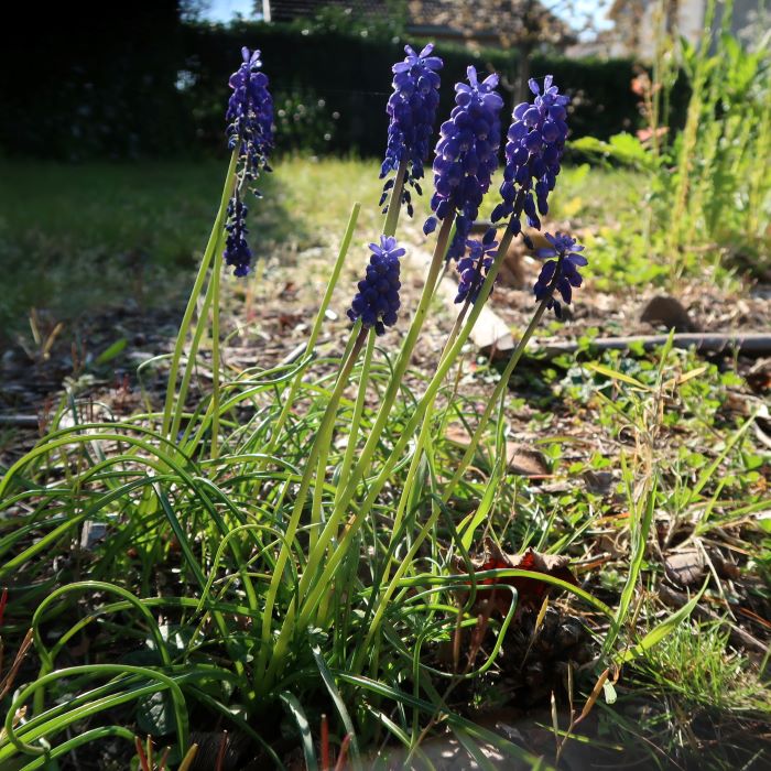 Annexe 20200404101338_IMG_5378.jpg