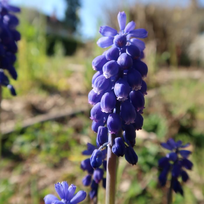 Annexe 20200404101431_IMG_5380.jpg