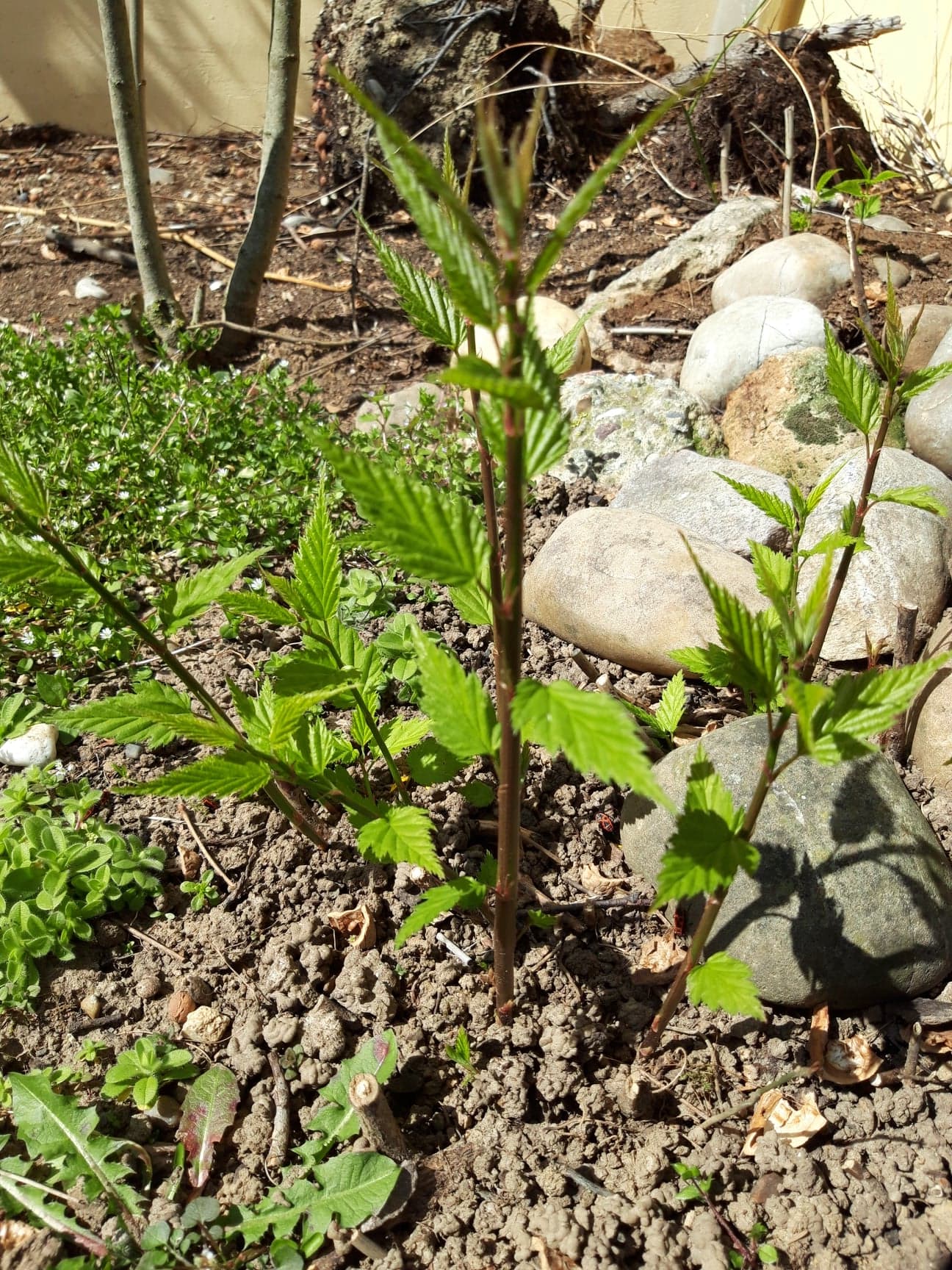 Annexe 91887928_151082822892787_8467421800932835328_n.jpg