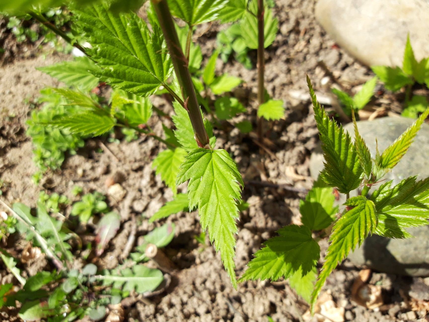 Annexe 91926270_1319426828445297_3387708463206367232_n.jpg