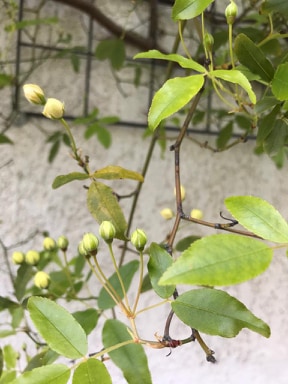 Annexe ROSE obs2.jpg