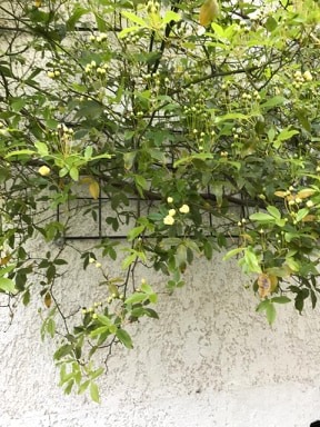 Annexe Rose obs3.jpg