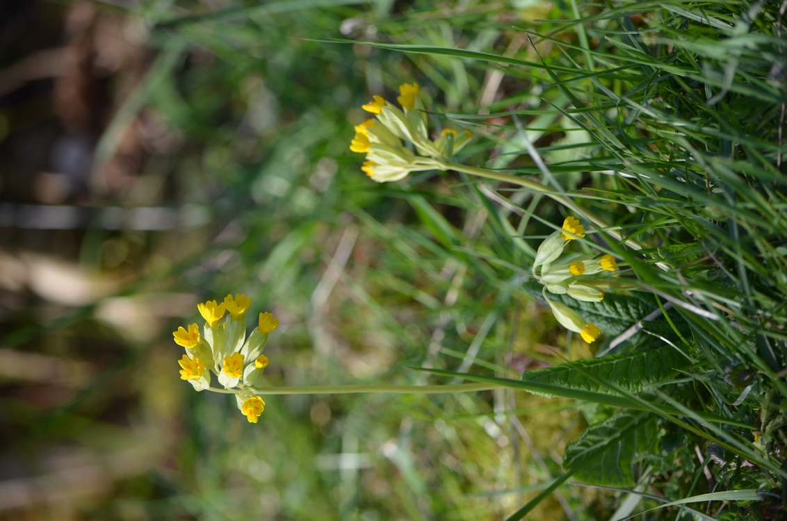 Annexe DSC_0985 Primula veris - Julia DOrchymont.JPG