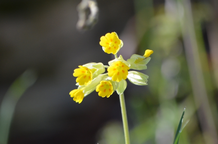 Annexe DSC_0987 Primula veris - Julia DOrchymont.JPG