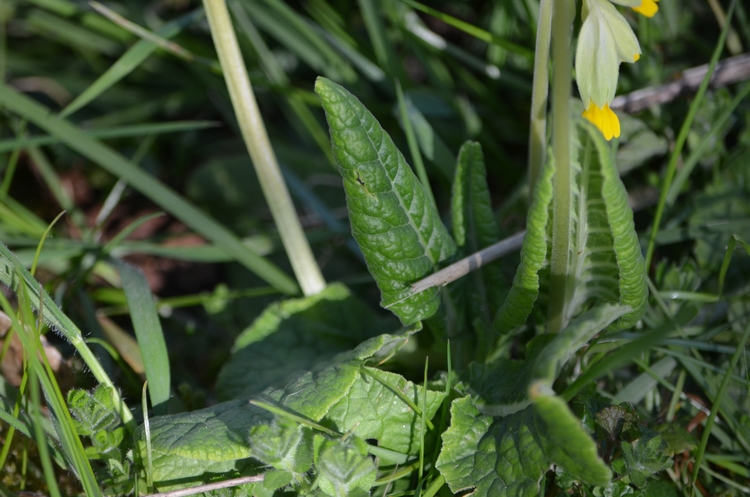 Annexe DSC_0988 Primula veris - Julia DOrchymont.JPG