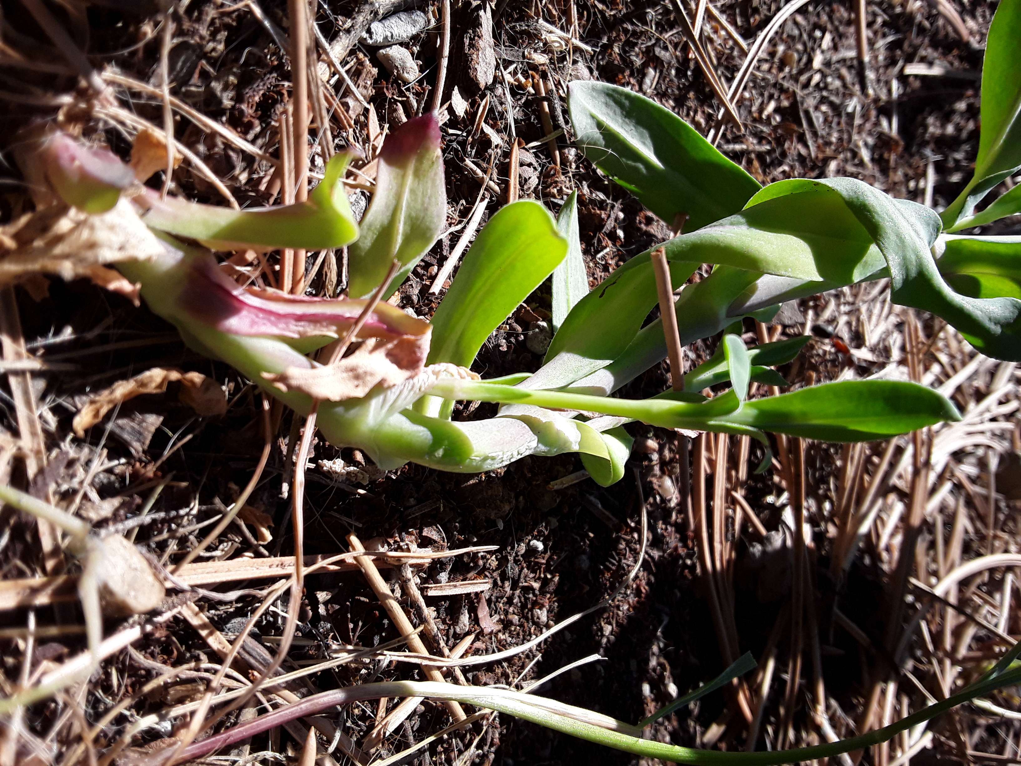 Annexe 20200404_105306_compress19.jpg