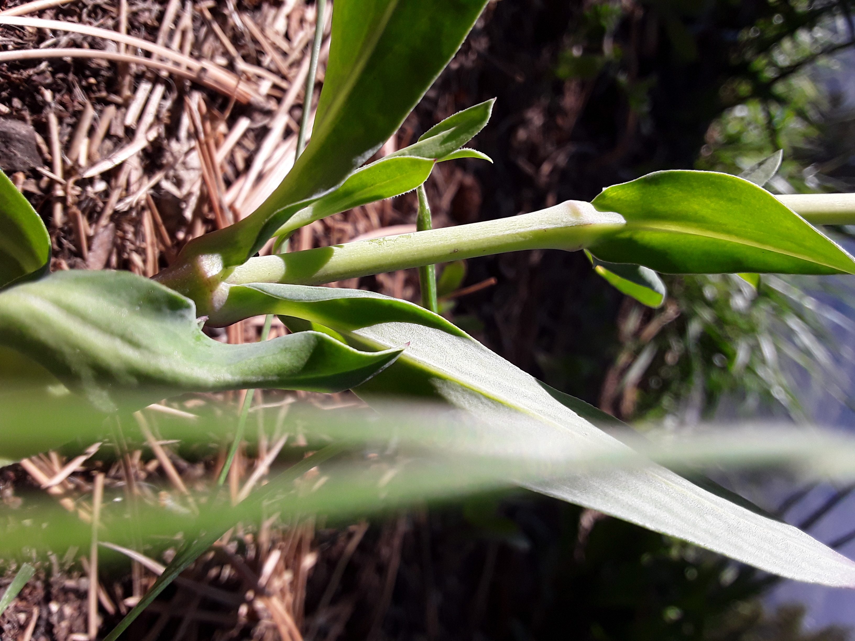 Annexe 20200404_105616_compress13.jpg