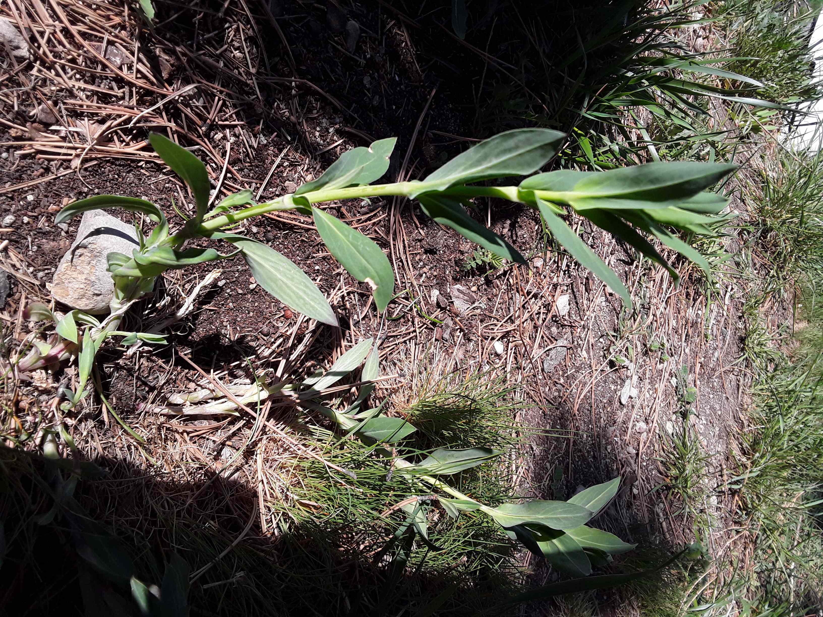 Annexe 20200404_110556_compress52.jpg