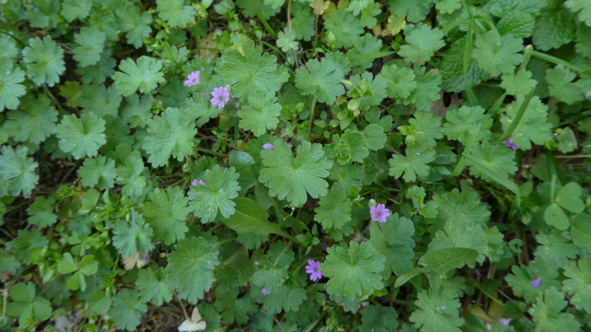 Annexe P1090756a.JPG