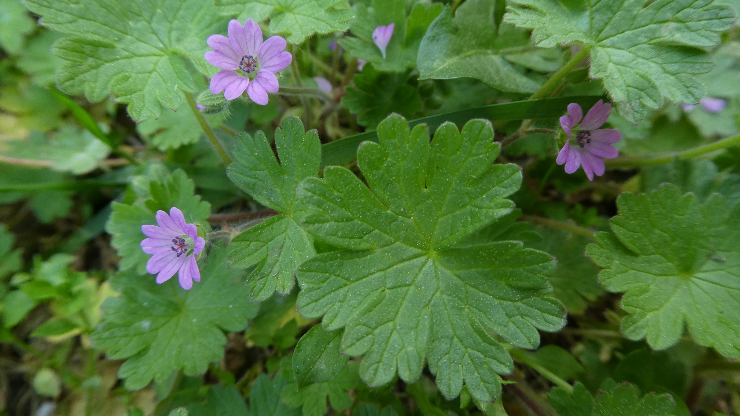 Annexe P1090758a.JPG