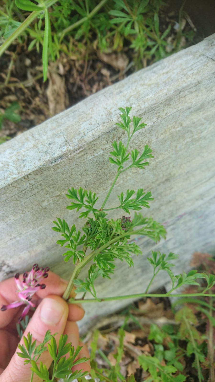 Annexe WhatsApp Image 2020-04-04 at 12.15.08 (1).jpeg