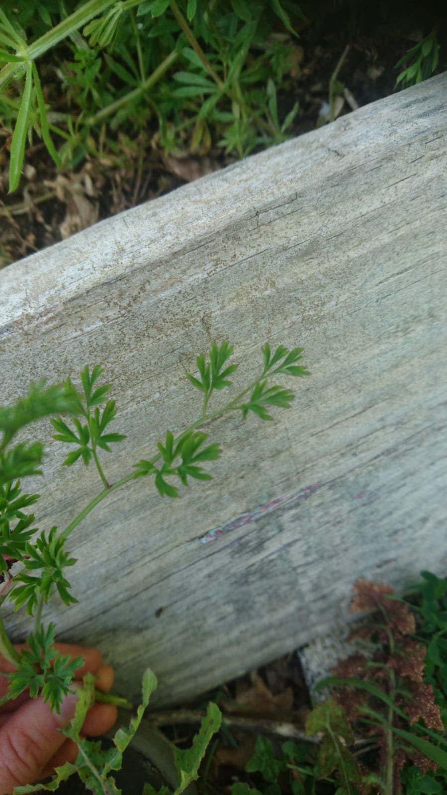 Annexe WhatsApp Image 2020-04-04 at 12.15.09 (1).jpeg