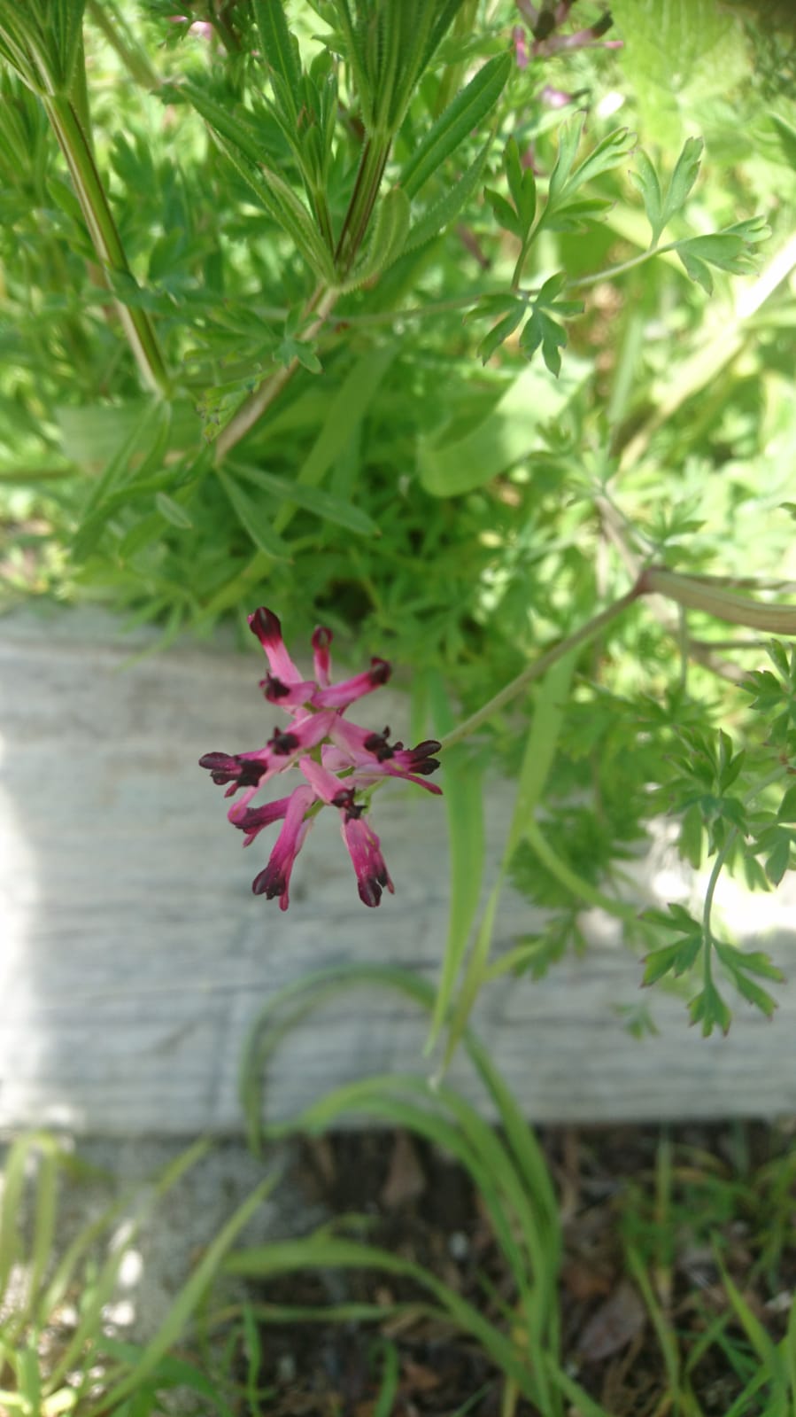 Annexe WhatsApp Image 2020-04-04 at 12.15.09 (2).jpeg