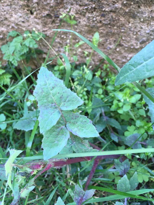 Annexe photo_2020-04-04 12.19.45.jpeg