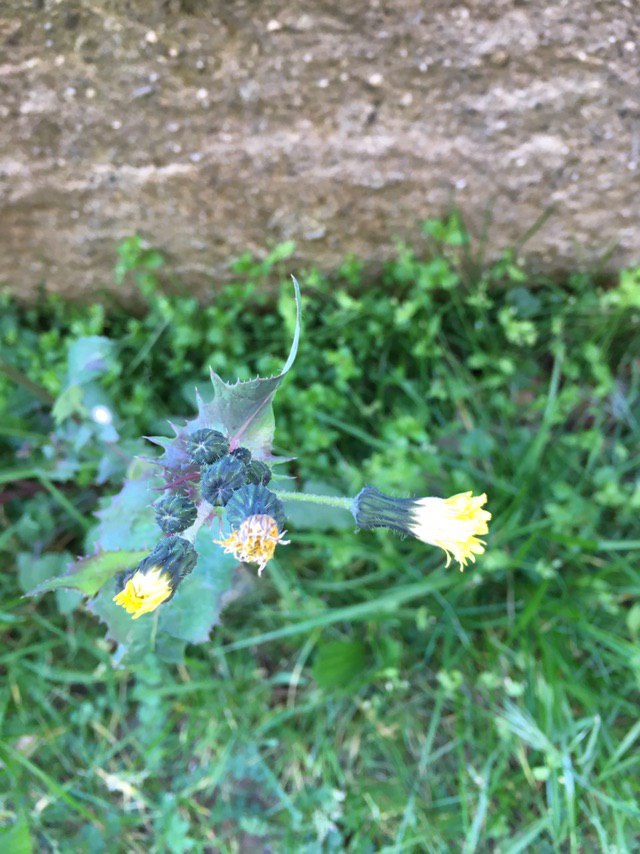 Annexe photo_2020-04-04 12.19.52.jpeg