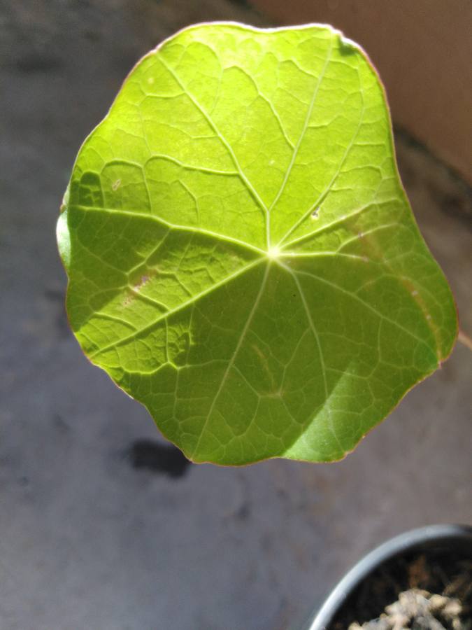 Annexe 1585995735683.JPEG