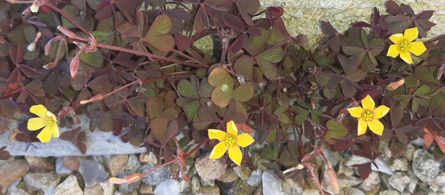 Annexe 20200404_132016.jpg