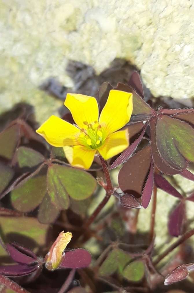 Annexe 20200404_132104.jpg