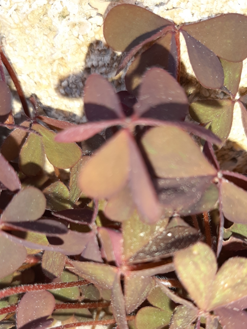 Annexe 20200404_132146.jpg