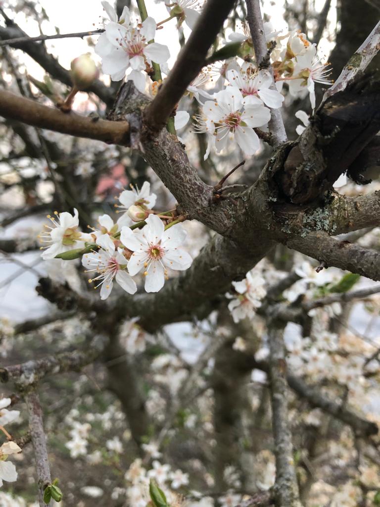 Annexe IMG-20200402-WA0005.jpg