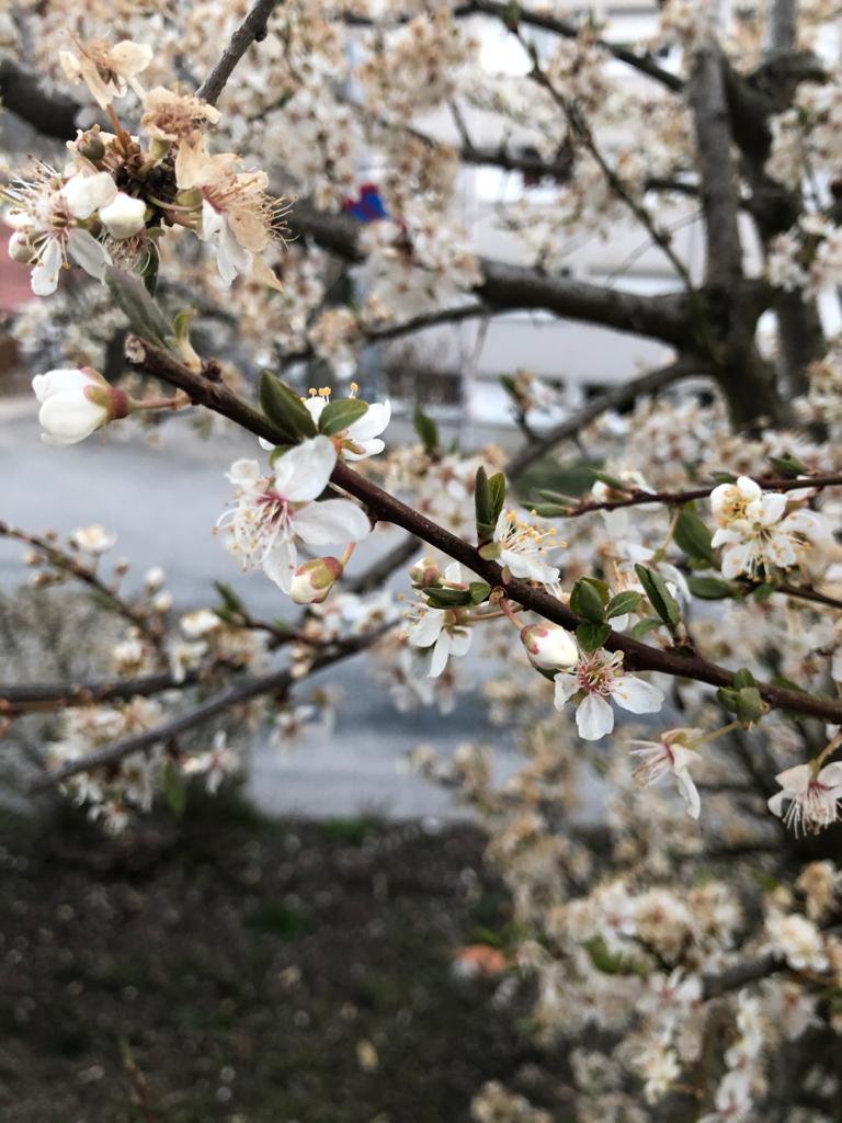 Annexe IMG-20200402-WA0006.jpg