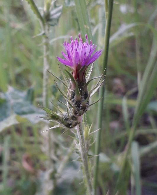 Annexe Fleur-Carduus-Acicularis.jpg