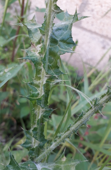 Annexe Tige-Feuille-Carduus-Acicularis.jpg