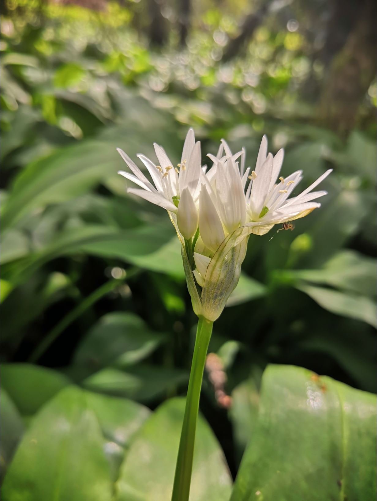 Annexe inflorescence plan horizontal.JPG