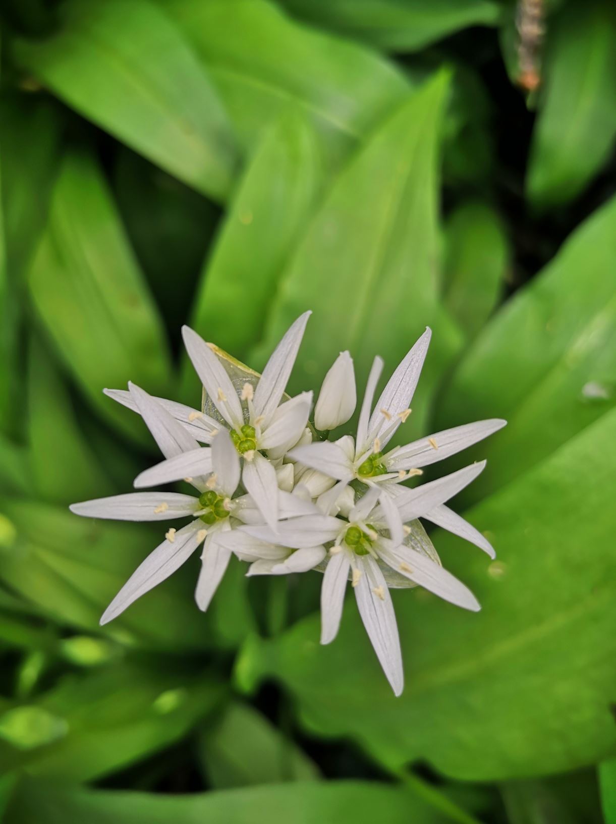 Annexe inflorescence plan vertical.JPG