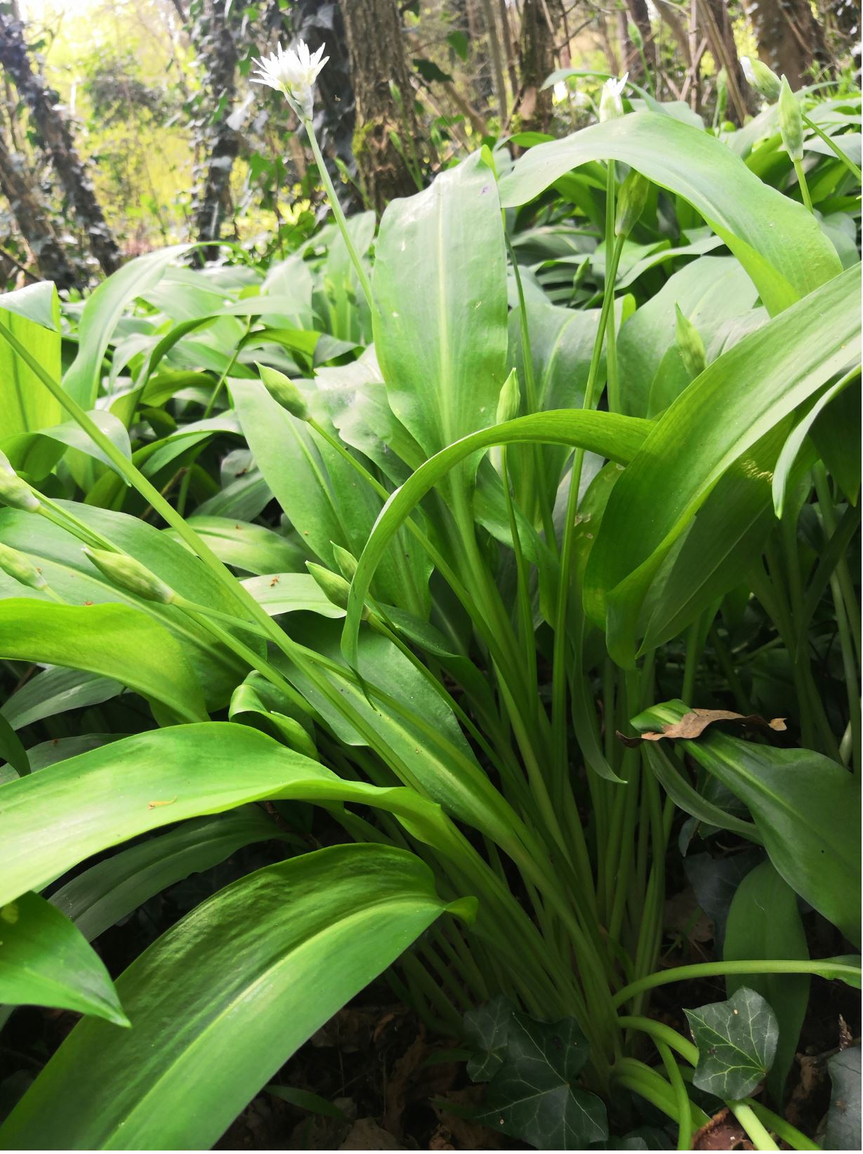 Annexe plante entière, plan horizontal.JPG