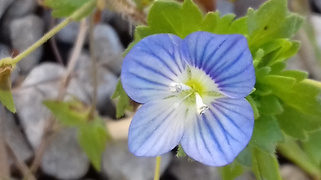 Annexe 20200331_151934 (640x360).jpg